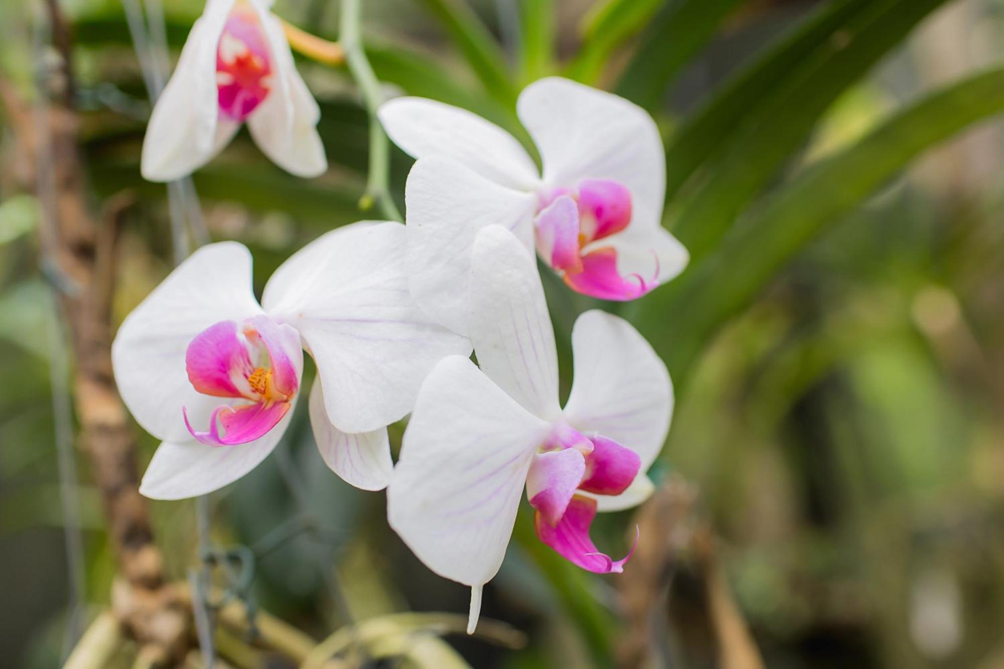 Orquidea Cafe Hotell Guarapari Exteriör bild